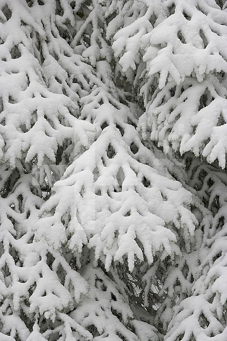European Silver Fir ,Abies alba, covered in snow,  Bavarian Forest National Park, Germany, Europe.