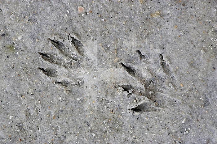 Raccoon tracks in the mud ,Procyon lotor, USA.