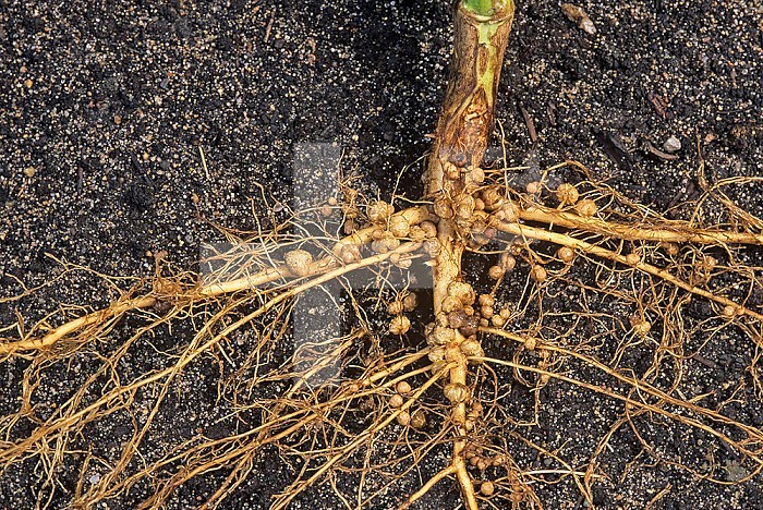 Nitrogen-fixing bacteria (Rhizobium) nodules on Soybean roots (Glycine max).
