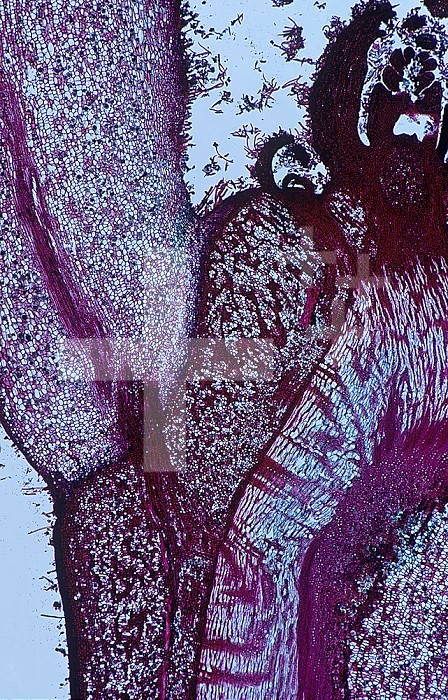 Longitudinal-section of the leaf abscission zone of a Butternut (Juglans). LM X6.