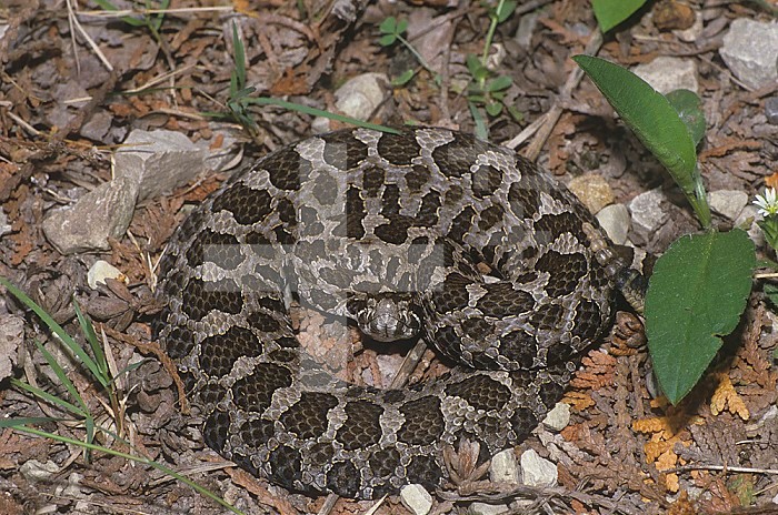 Massasauga or Pygmy Rattlesnake (Sistrurus catenatus catenatus), Eastern North America.