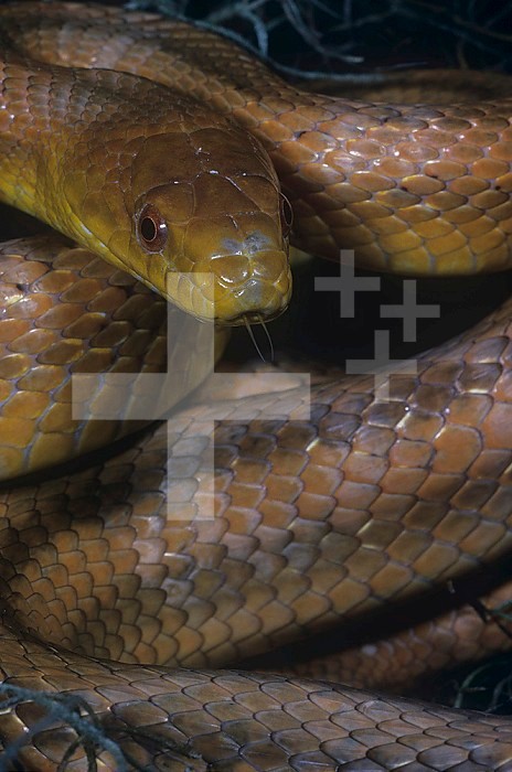 Yellow Rat Snake ,Elaphe obsoleta quadrivittata,, Florida, USA.