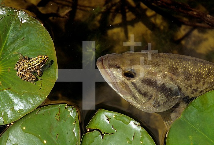 Leopard Frog (Rana pipiens) on a Water Lily pad in a pond being eyed by a Largemouth Bass predator (Micropterus salmoides), Central USA.