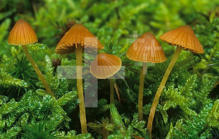 Mushrooms growing among Mosses on the forest floor ,Marasmius urens,, Central USA.