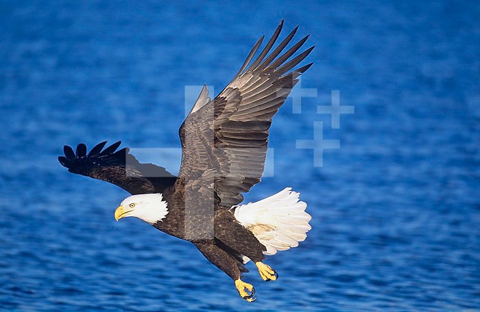 Bald Eagle swooping down on fish prey with talons ready for the catch (Haliaeetus leucocephalus), North America.