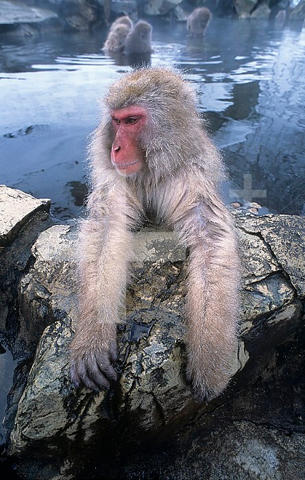 Snow Monkey sitting near a hot spring (Macaca fuscata), Japan, Asia.