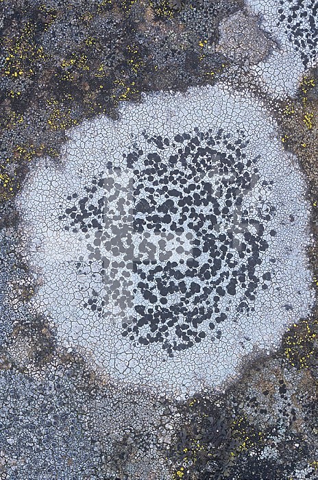 Crustose Lichen growing on a rock ,Lecidea tessellata, North America.