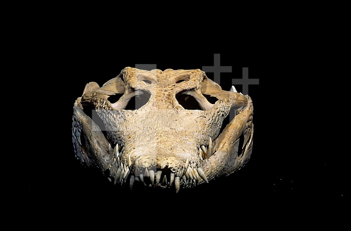 American Crocodile skull ,Crocodylus acutus,.