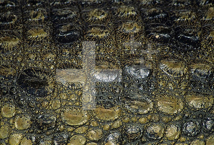 Close-up of scales on a Nile Crocodile ,Crocodylus niloticus,, East Africa.