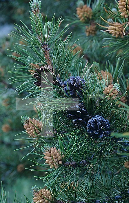 Male ,staminate or pollen, and female ,pistillate or seed, cones and needles on a Lodgepole Pine ,Pinus contorta murrayana,, Colorado, USA.