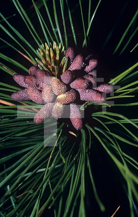 Male ,staminate or pollen, cones and needles on a Ponderosa Pine ,Pinus ponderosa,, Western USA.