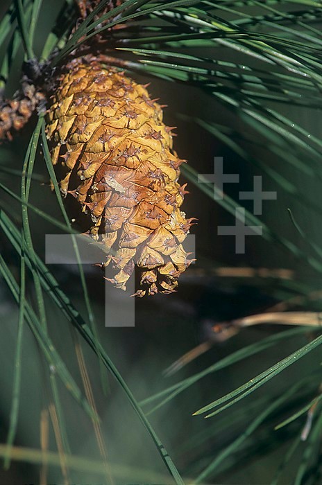 Unopened young female or seed cone of the Ponderosa Pine (Pinus ponderosa), Western USA.