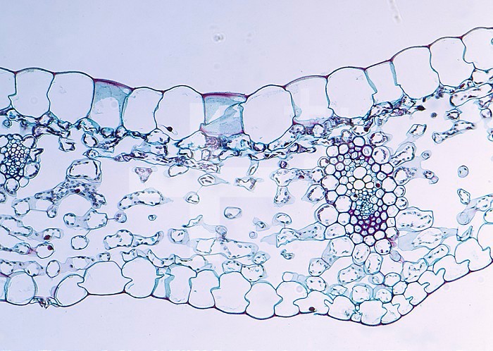 Cross-section of a Lily-of-the-Valley (Clintonia) monocot leaf. LM X25.