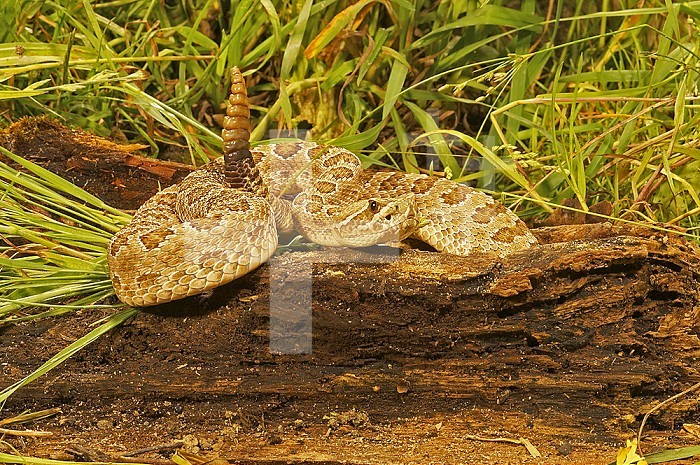Prairie Rattlesnake, Crotalus viridis viridis.