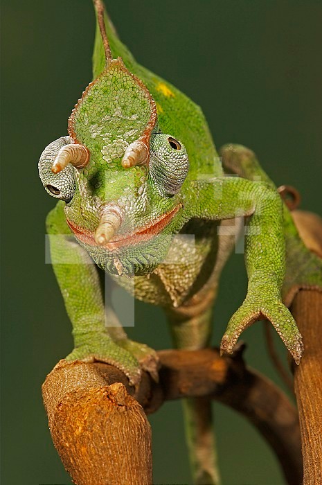 Usambara 3-horn Chameleon ,Chamaeleo deremensis,