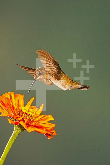 Black-Chinned Hummingbird hovering above a flower that it will seek nectar from and pollinate ,Archilochus alexandri,, Western USA.