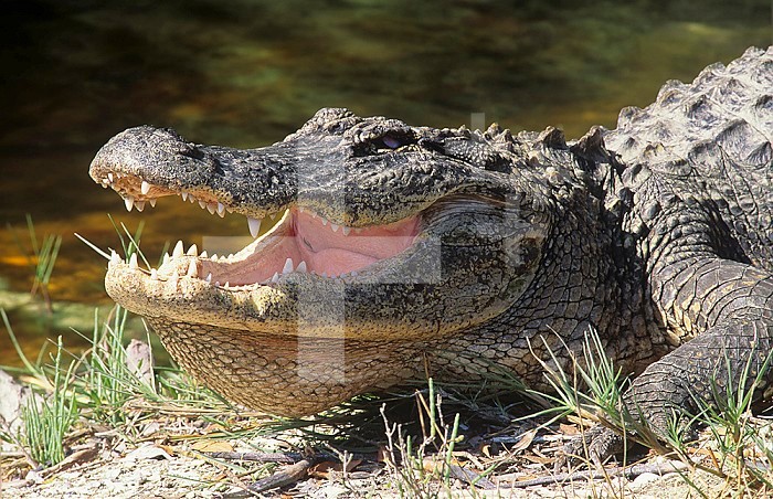 American Crocodile ,Crocodylus acutus, with its mouth open showing its teeth. An endangered species, Florida USA.
