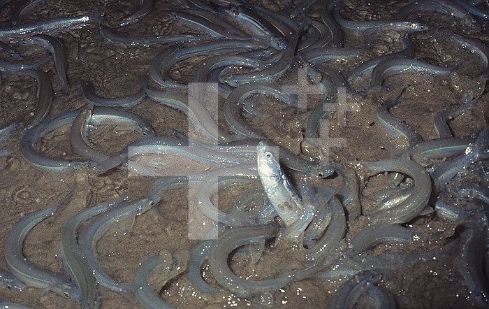 Grunion ,Leuresthes tenuis, spawning on shore at night, Southern California, USA, Pacific Ocean.