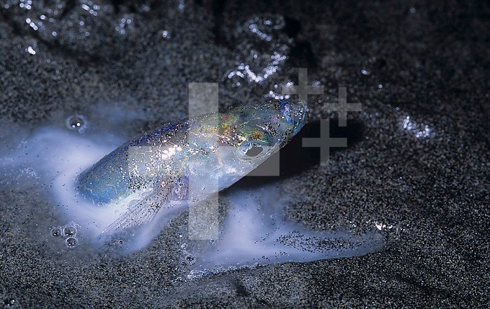 California Grunion (Leuresthes tenuis) on shore at night with a female surrounded by sperm left by multiple males. Southern California, USA, Pacific Ocean.