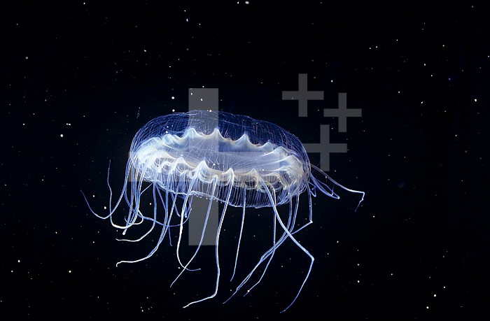 Narcomedusae Jellyfish ,Pegantha, Class Hydrozoa, Phylum Cnidaria. California, USA.