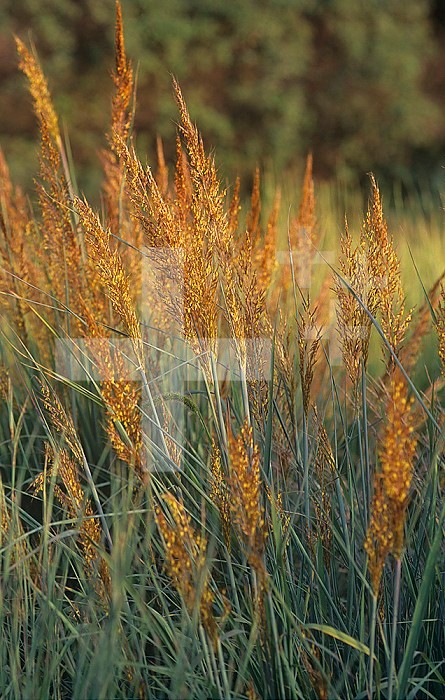 Indian Grass (Sorghastrum nutans), Ramsey variety, Central USA.