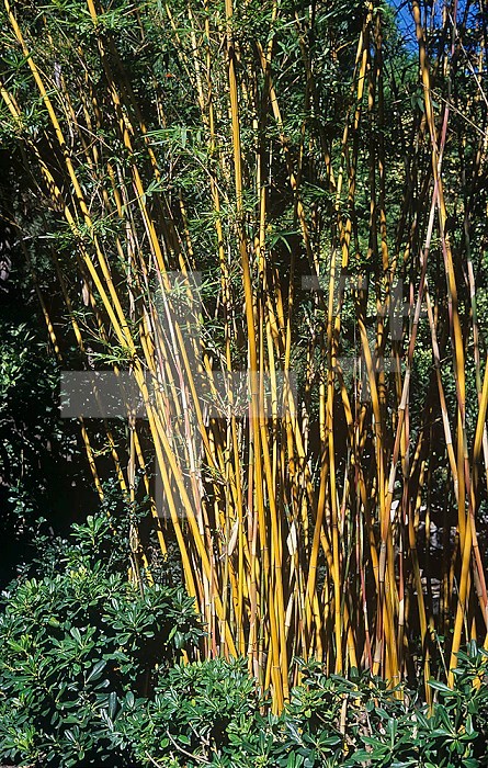 Bamboo stems and leaves.