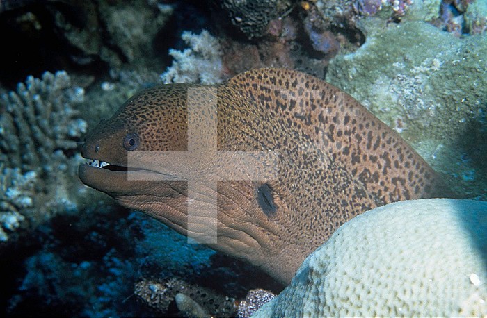 Giant Moray Eel Palau, Tropical Pacific Ocean. This is the world's largest Moray species, has caused severe injury, and is a major ciguatara toxin vector. (Gymnothorax javanicus) Palau, Tropical Pacific Ocean