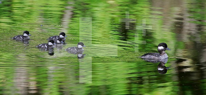 Bufflehead Duck, hen with its chicks following, an example of imprinting, North America.