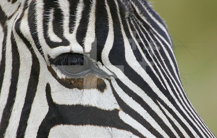 Close-up of the Common Zebra eye and face stripe pattern ,Equus burchellii, Maasai Mara, Kenya, Africa.