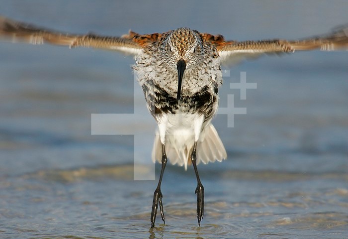 Dunlin in breeding plumage jumping from water after bathing ,Calidris alpina, Florida, USA.