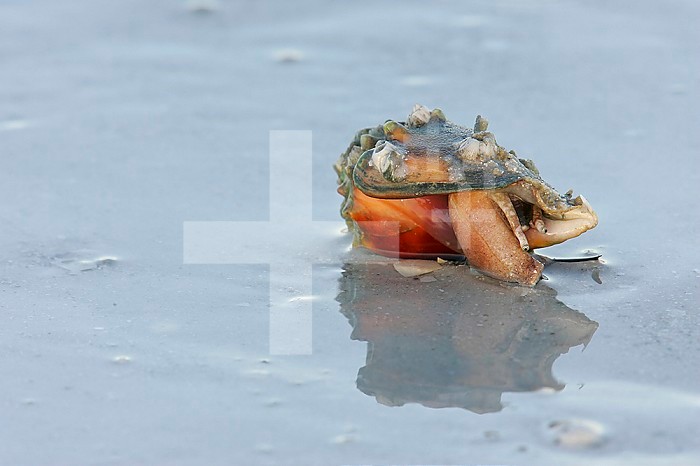Whelk on a sandy beach, Florida, USA.