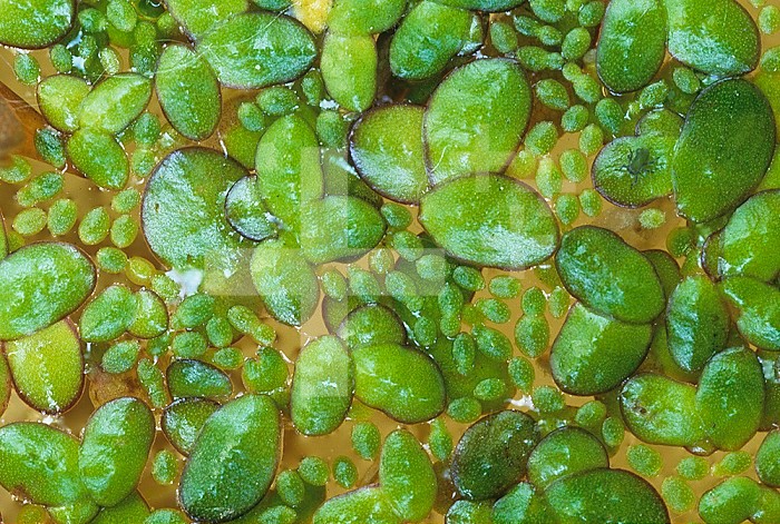 Duckweed ,Lemna minor, on a pond surface, North America.