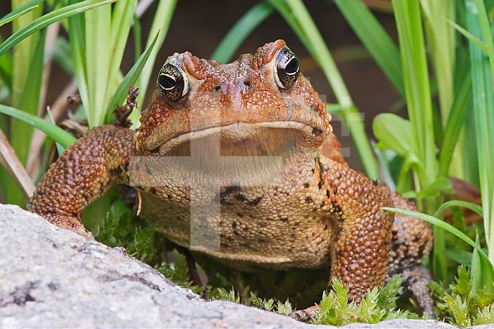 American Toad (Bufo americanus), North America.