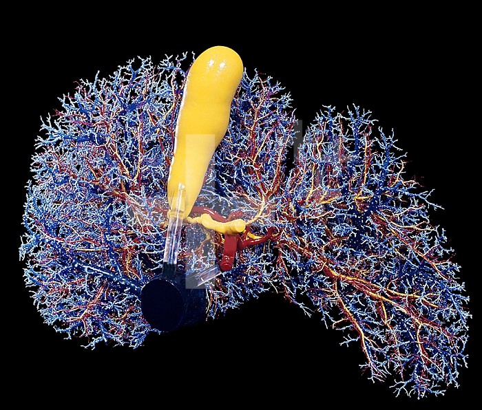 Human liver and gallbladder circulation. This resin cast shows the liver in blue and the gallbladder in yellow. The liver and gallbladder secrete digestive juices (bile) into the duodenum.