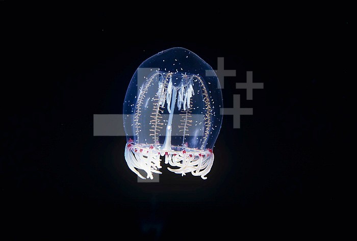 Bell Jellyfish ,Polyorchis pennicillatus, Hydromedusa ,Anthomedusa, Cnidaria, California, USA.