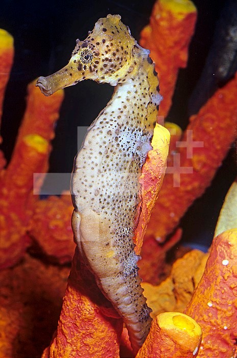 Seahorse (Hippocampus).