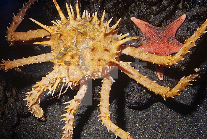Spiny King Crab (Paralithodes californiensis), a deep-water species (500-2400 feet), California, USA, Pacific Ocean.