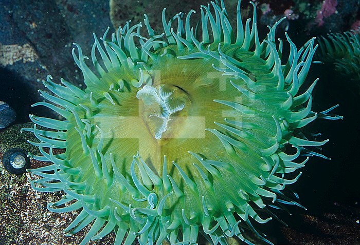 Giant Green Anemone (Anthopleura xanthogrammica), Alaska to Northern Mexico, Pacific Ocean.
