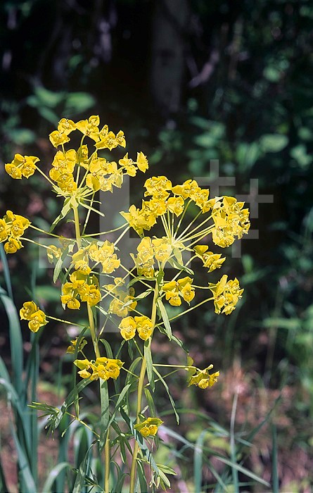 Leafy Spurge (Euphorbia esula), an invasive and noxious weed, North America.