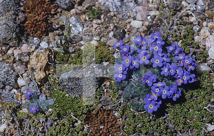Alpine Forget-Me-Not flowers ,Eritrichum nanum, on the alpine tundra in the Rocky Mountains, Colorado, USA.