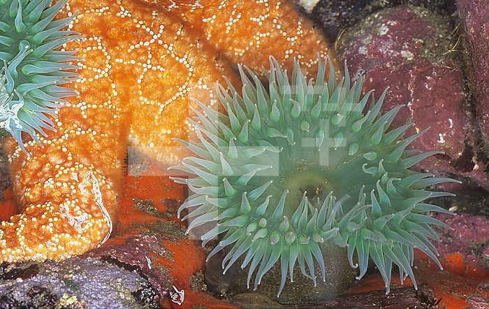 Sea Anemone in a tide pool with other invertebrates ,Anthopleura xanthogrammica, Pacific Coast of North America.