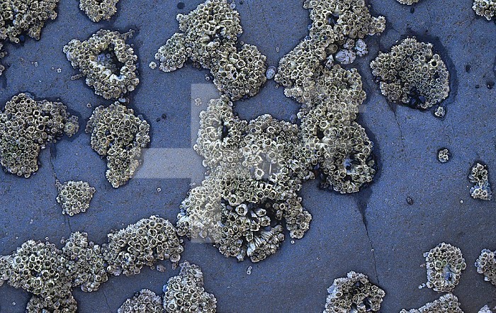 Acorn Barnacles ,Balanus glandula, on intertidal rocks at low tide, Pacific Coast of North America.