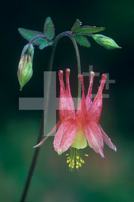 Columbine flower ,Aquilegia canadensis,, North America.