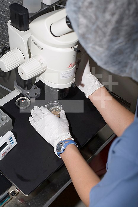 In vitro fertilization laboratory technician adding eggs to petri dish containing sperm