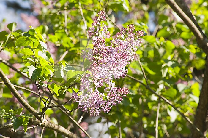 Purple Lilac in bloom (Syringa vulgaris), the State Flower of New Hampshire.