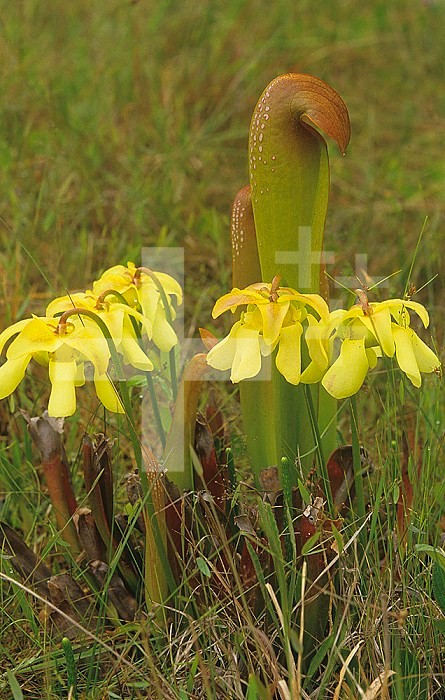 Hooded Pitcher Plant (Sarracenia minor), threatened species in Florida, Eastern USA.