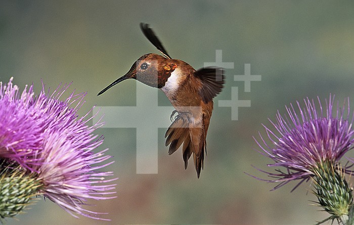 A Rufous Hummingbird hovering at a Thistle flower (Selasphorus rufus), New Mexico, USA.