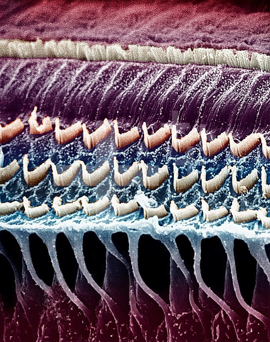 Hair cells in a mammal cochlea, the portion of the inner ear that is responsible for hearing.  **On Page Credit Required**
