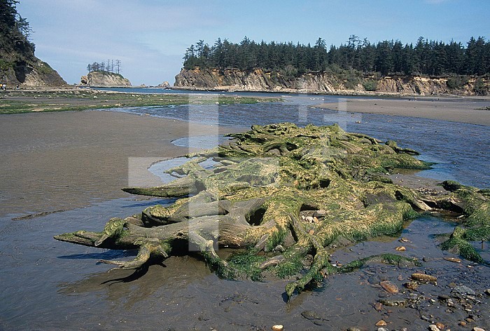 Drowned trees visible at low tide in the intertidal zone of an Oregon, USA beach, evidence of subduction from an earthquake about 1700.