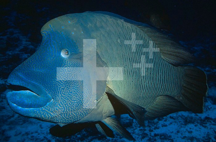 Napoleonfish or Humpback Wrasse (Cheilinus undulatus), Palau, Pacific Ocean. This threatened species is the largest Wrasse, attaining a weight of 200 kg.
